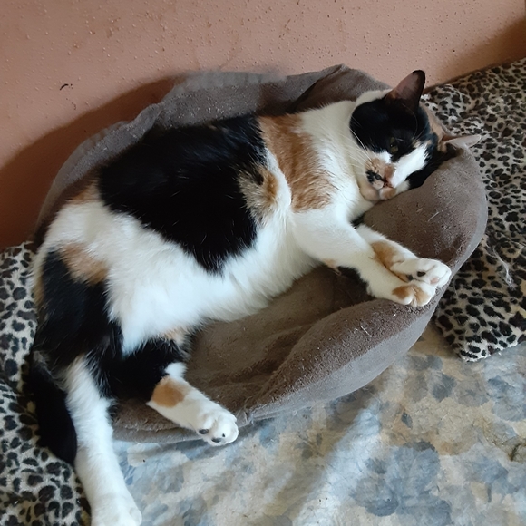 MeetYourPoshAmbassadors!🤩💚🐈🐈🐈🐈🐈🐈🐕 - Picture 13 of 16